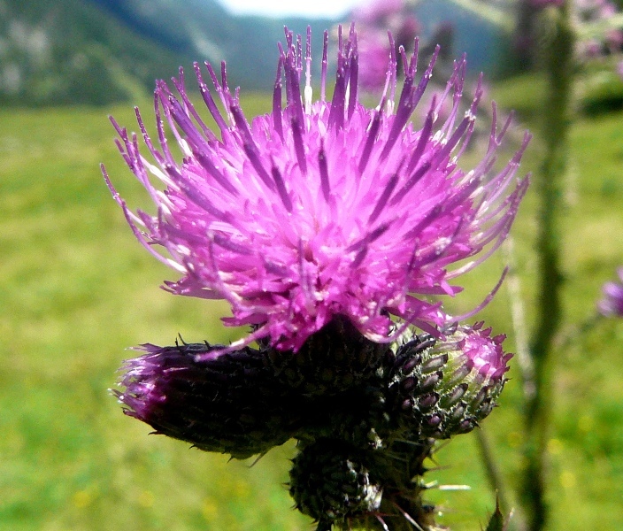 Sumpf-Distel, Detail