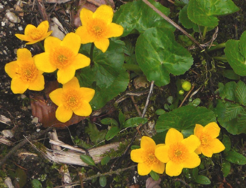 Sumpf-Dotterblumen, Detail