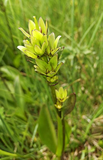 Blüte der grünen Form