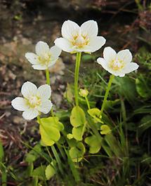 Sumpf-Herzblatt, vier Blüten