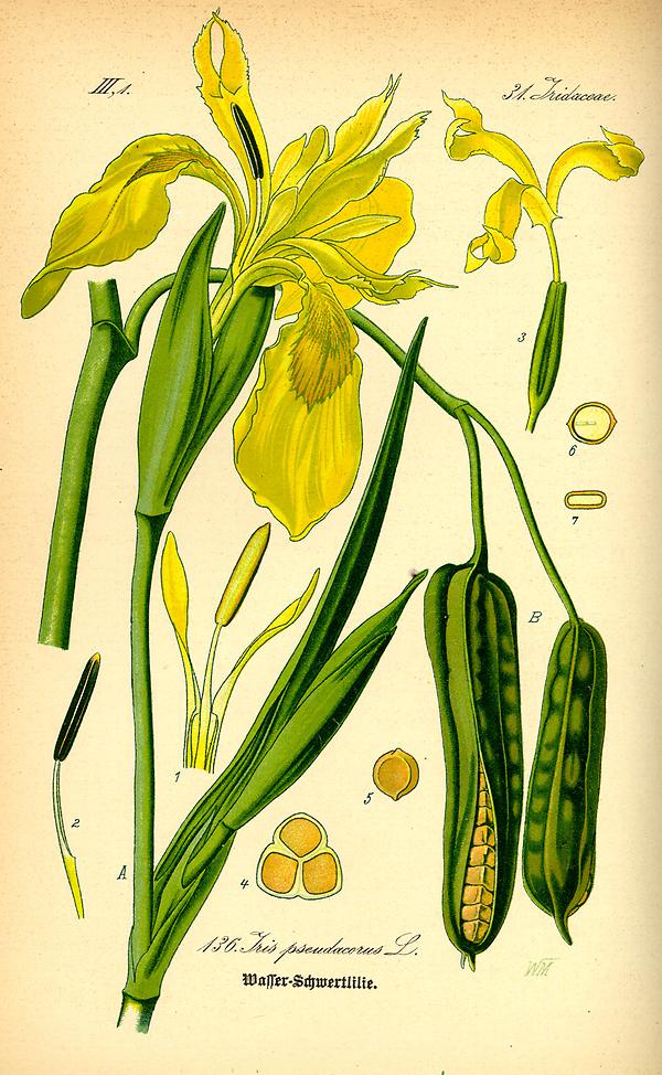 tafel_138_Iris pseudacorus.jpg