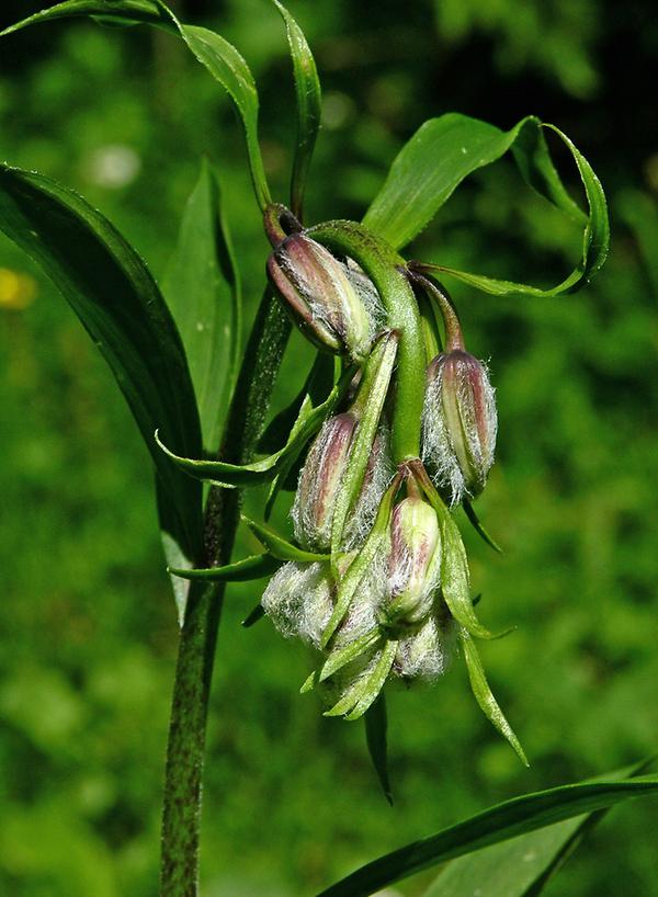 Lilium martagon var. pubescens