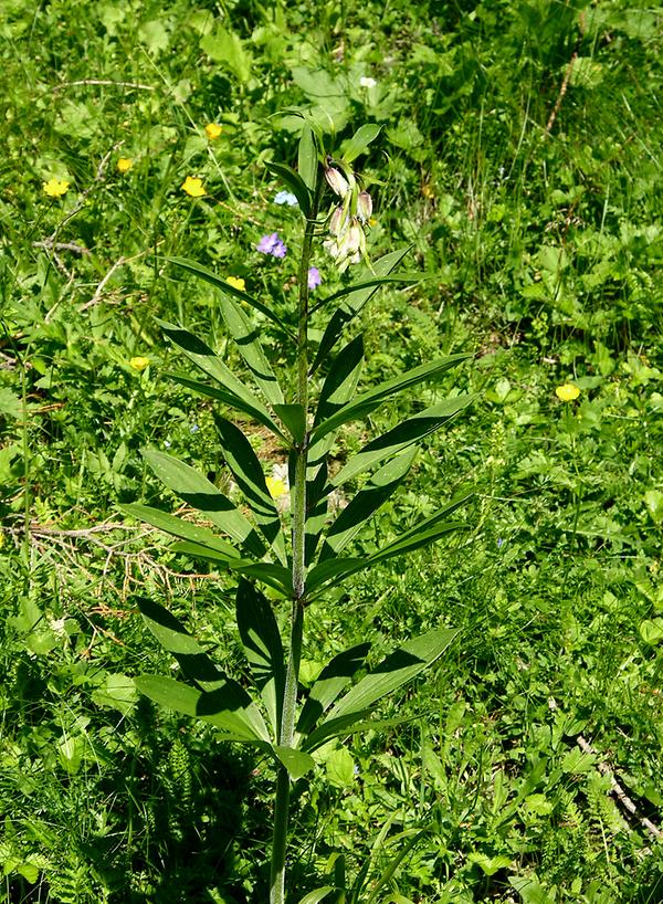 Lilium martagon var. pubescens