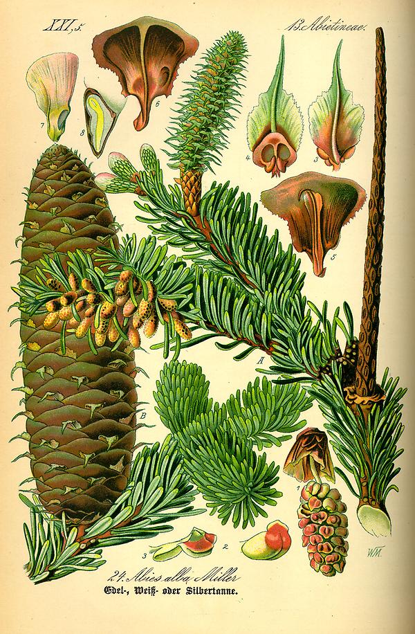 tafel_024_Abies alba.jpg