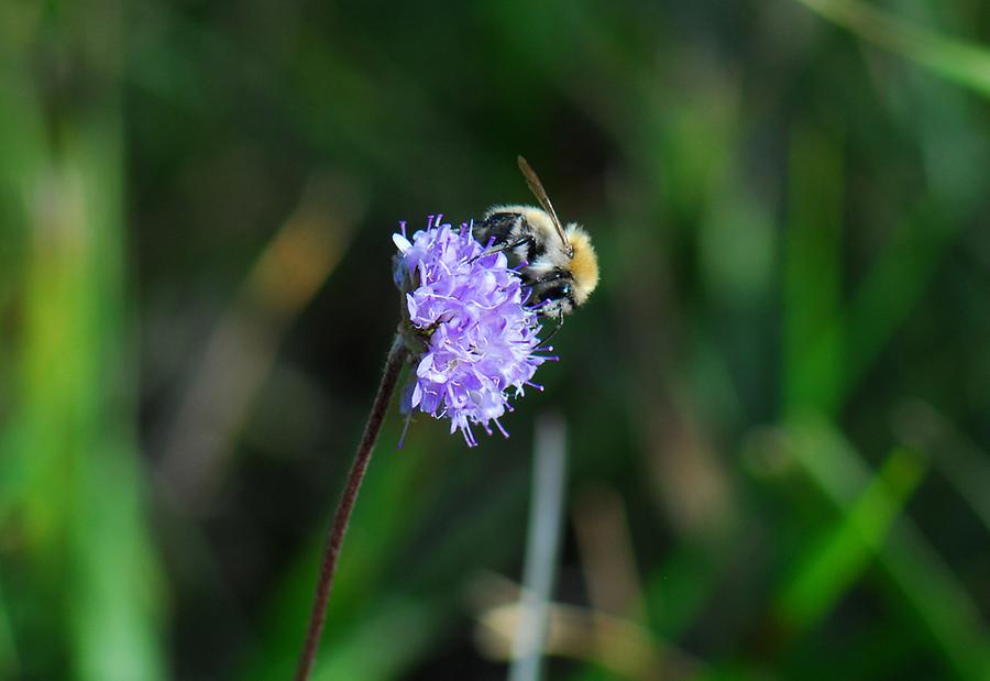 Blüte mit Waldpelzbiene