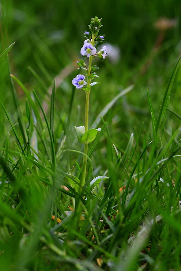 Thymian Ehrenpreis