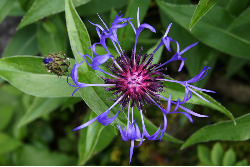 Triumfettis Flockenblume