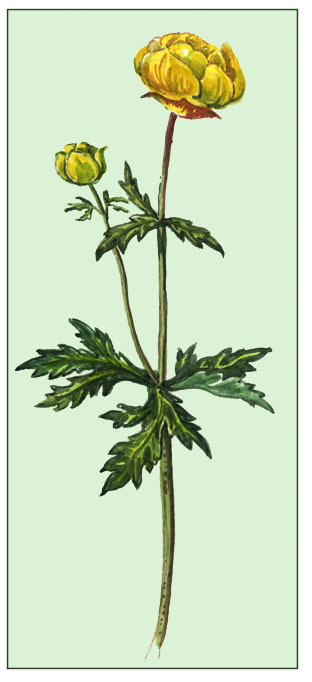 Trollblume