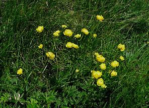 Trollblumen-Wiese