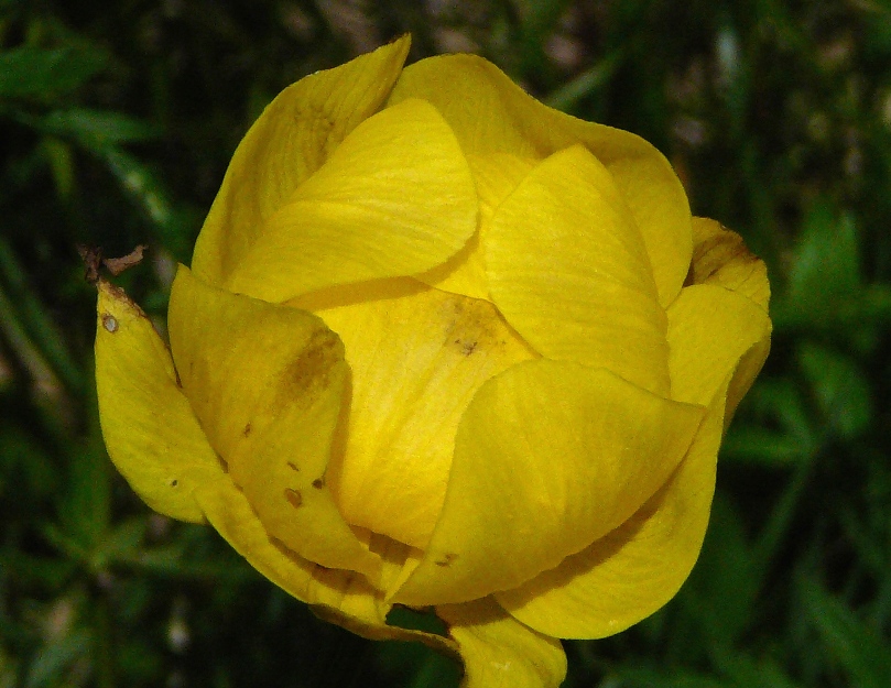 Trollblume, Detail