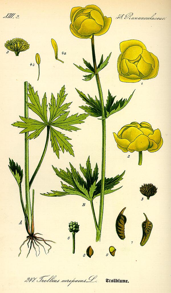 Bild '90_trollius europaeus_tafel_090'