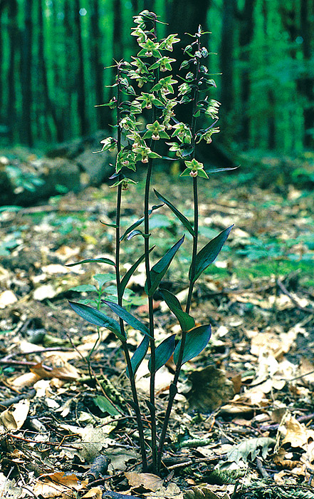 Violette Stendelwurz