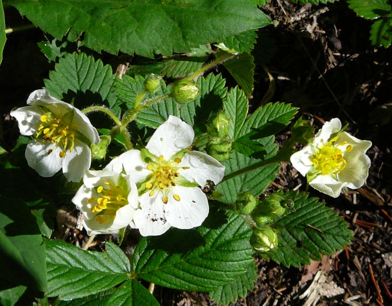 Wald-Erdbeere