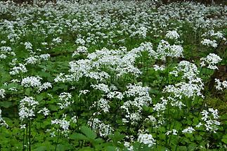 Wald-Schaumkraut, Wiese