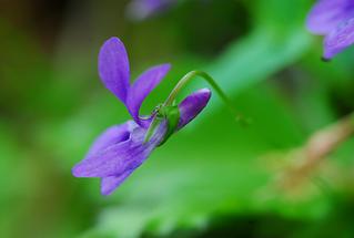 Blüte, Detail (2)