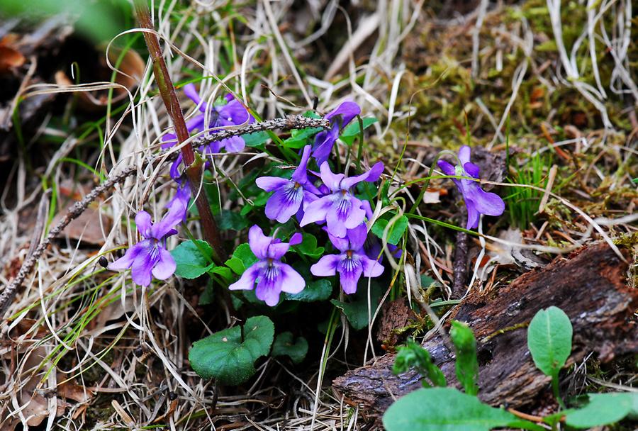 Wald-Veilchen