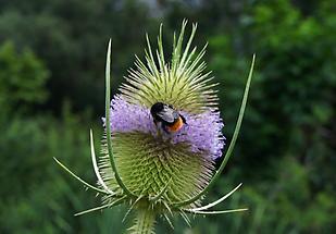 Weberkarde mit Hummel