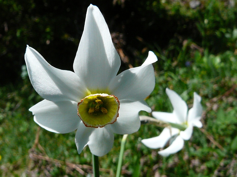 Weiße Narzisse, Detail