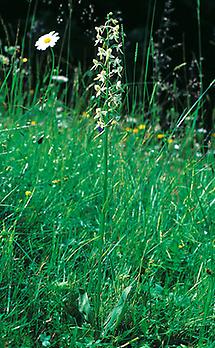 Weiße Waldhyazinthe auf der Wiese