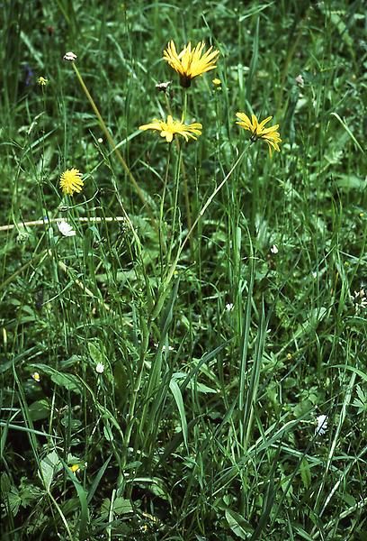 Wiesen-Bocksbart