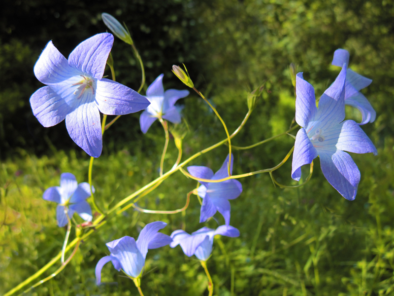 Wiesen-Glockenblume