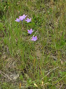 Wiesen-Glockenblumen (1)