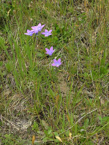 Wiesen-Glockenblume