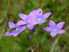 Wiesen-Glockenblumen (2)