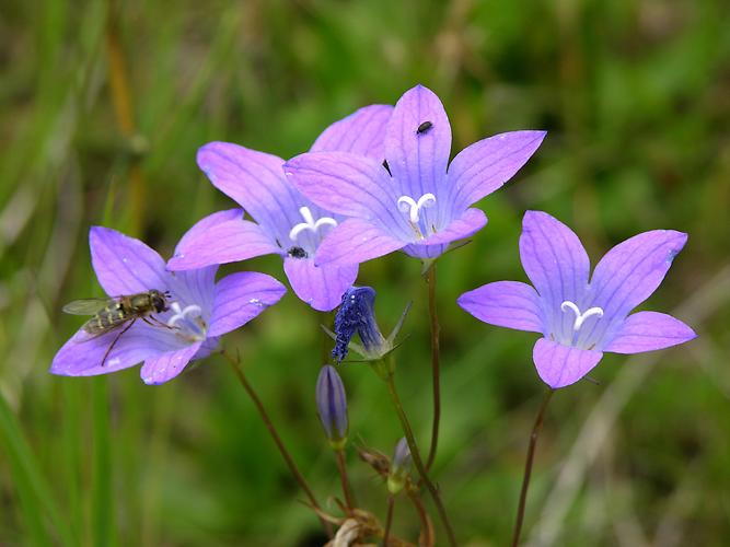 Wiesen-Glockenblume