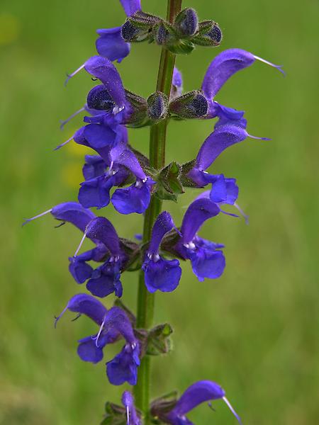 Wiesensalbei