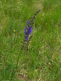 Wiesensalbei