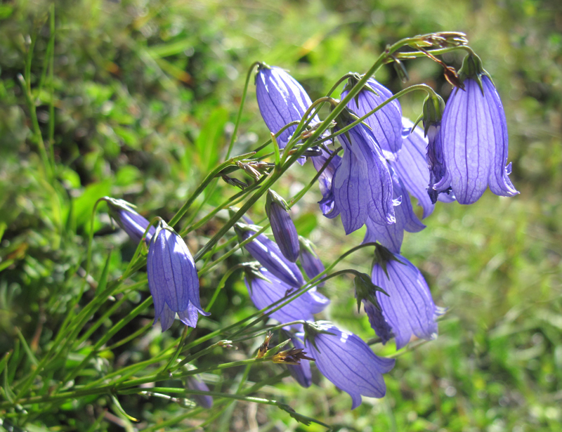 Witaseks Glockenblume