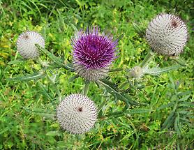 Wollköpfige Kratzdistel, Blüten von oben