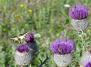 Wollköpfige Kratzdistel mit Schmetterling