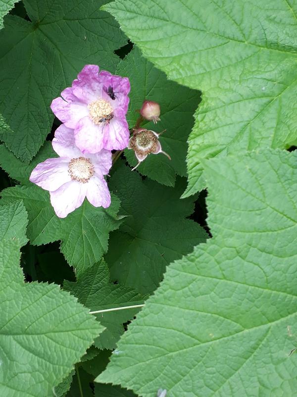 ZimtHimbeere (2) ZimtHimbeere Flora Natur im AustriaForum