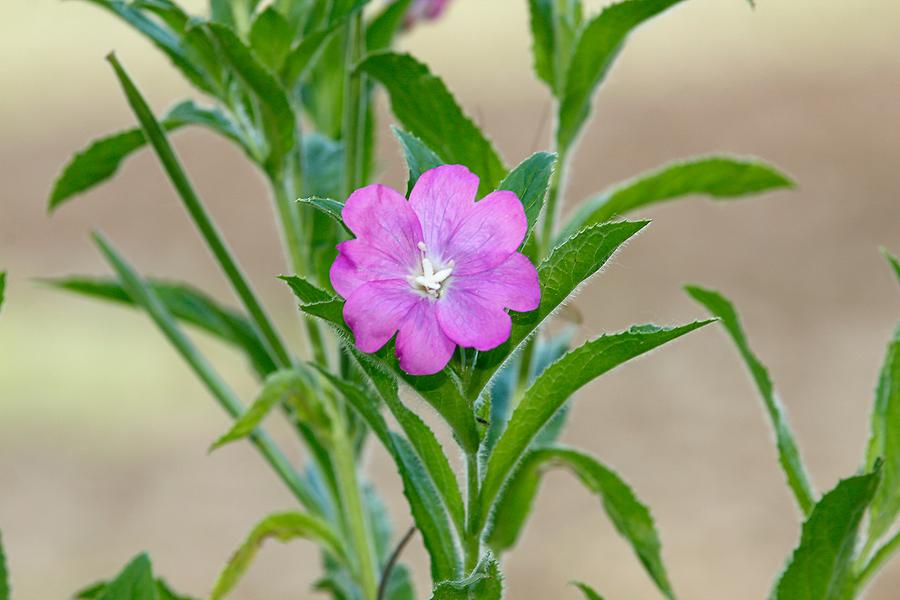 Zottiges Weidenröschen Blüte