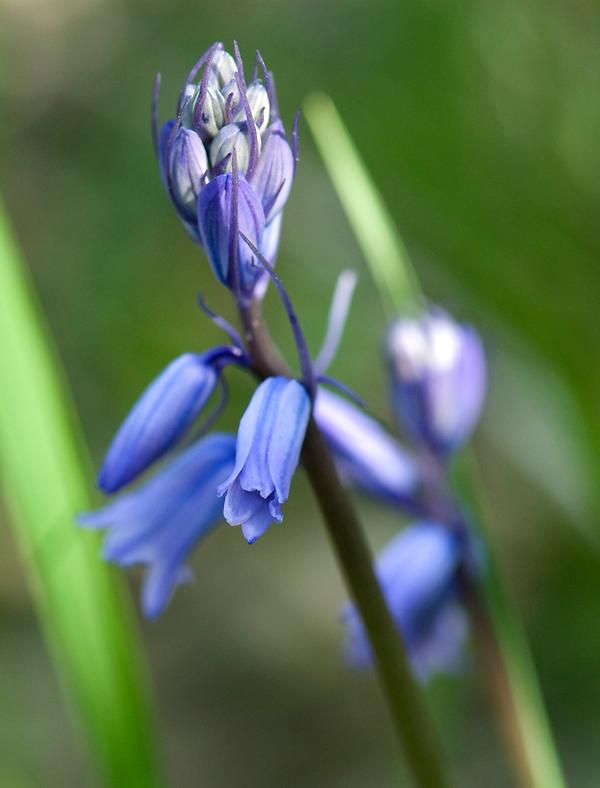 Zweiblättriger Blaustern