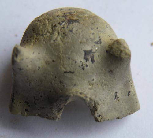 Aturia | Fossilien | Natur im Austria-Forum