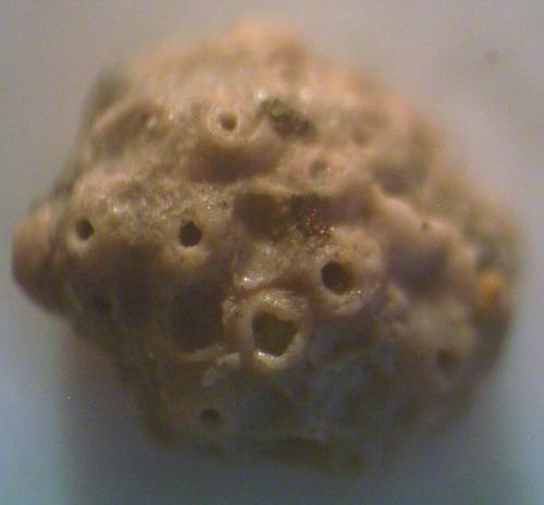 Batopora Fossilien Natur im AustriaForum