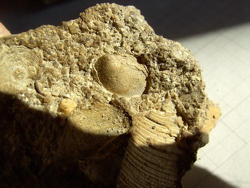 Calyptraea Fossilien Natur im AustriaForum