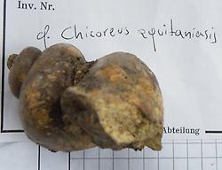 Chichoreus aquitanicus