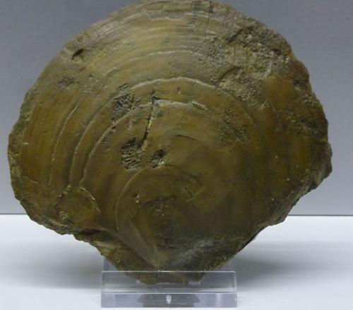 Chlamys Fossilien Natur im AustriaForum