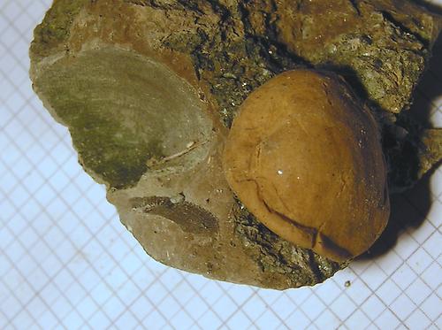 Corbula Fossilien Natur im AustriaForum