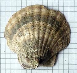 Flabellipecten hermannsenii