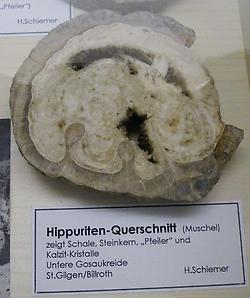 Hippuriten_Querschnitt