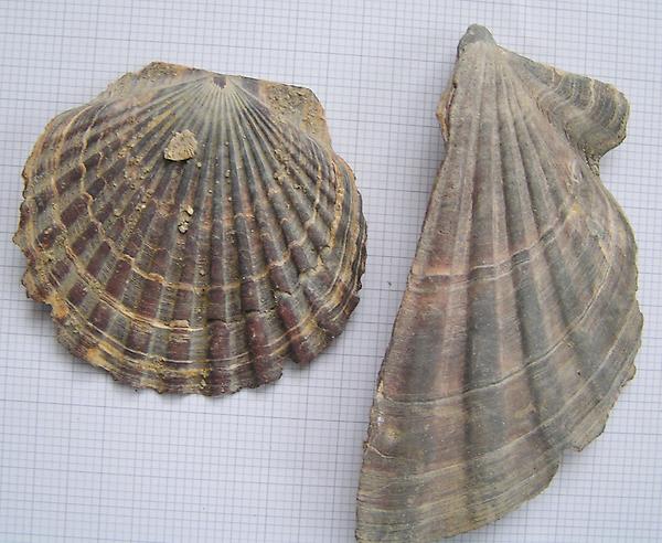 Oopecten_gigas