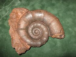 Lythoceras cornucopia