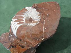 Nautilus sp Medianschnitt