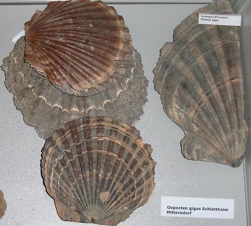 Oopecten gigas SCHAFFER