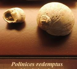 Polinices redemptus